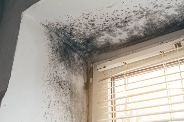 Affordable Hvac And Air Duct Mold Remediation solutions in Olivia, MN